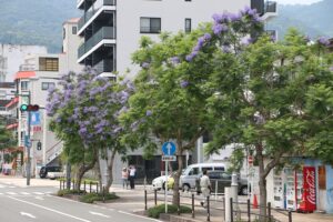 jacaranda_photo11_l