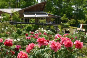 hanatoizumi_park_botan